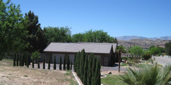 italian-cypress-screen