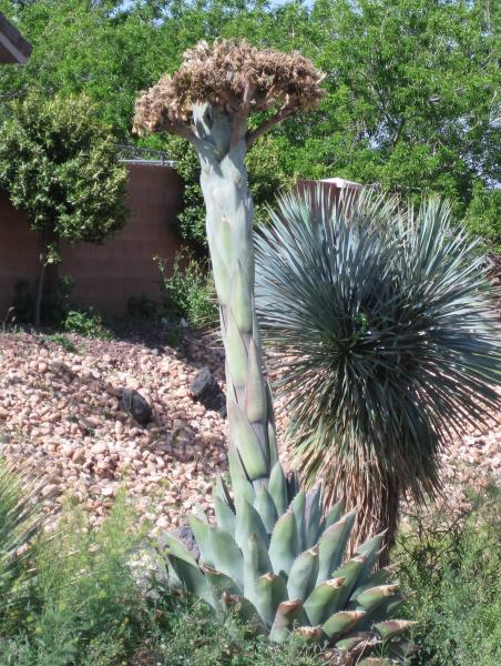 agave yucca