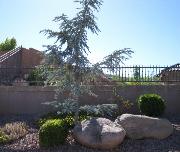 Atlas Cedar Tree