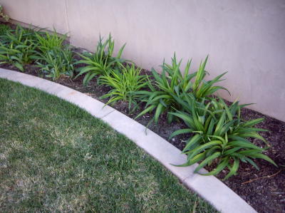 Mow curb border