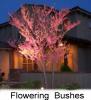 flowering red bud tree