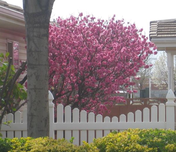 flowering landscape trees