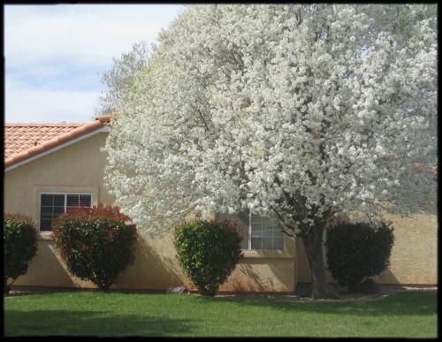 Flowering pear tree