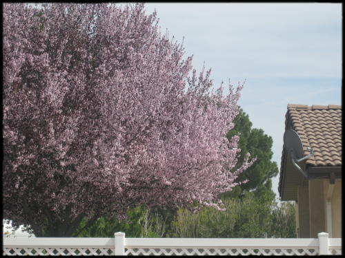 flowering plum tree in bloom