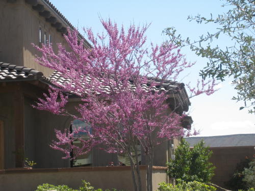 flowering-red-bud-tree