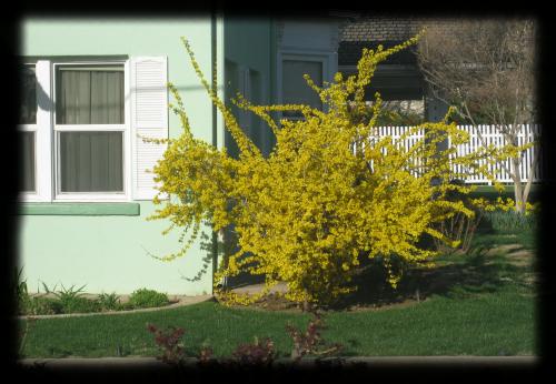 Forsythia