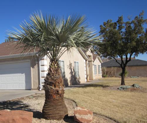 mexican-blue-palm.jpg