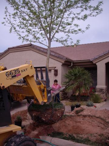 transplanting a tree