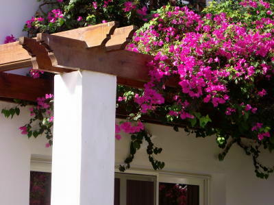 pergola with flowers