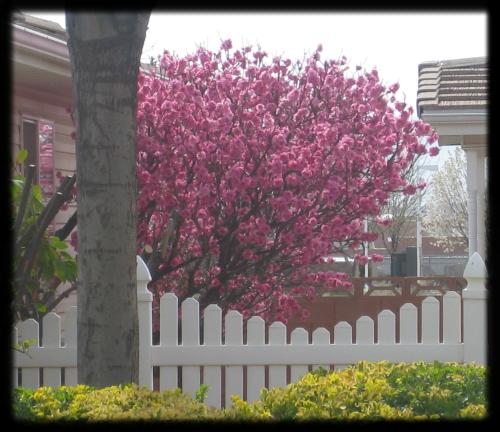 peach trees in bloom
