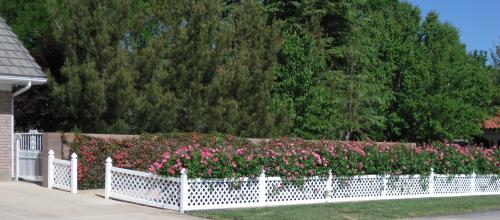 pink rose bush hedge