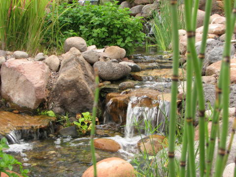 water plants in a stream