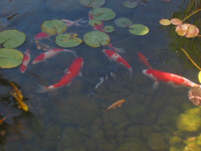 Koi fish pond