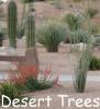 Desert Trees