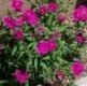 red dianthus flowers