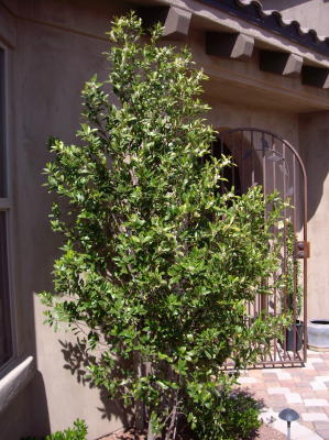 Carolina Cherry Bush