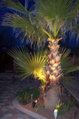 palm trees with lighting