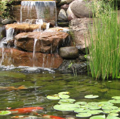 water fall and koi pond
