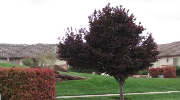 red leaf tree